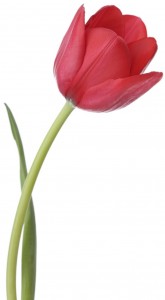 red-tulip_2