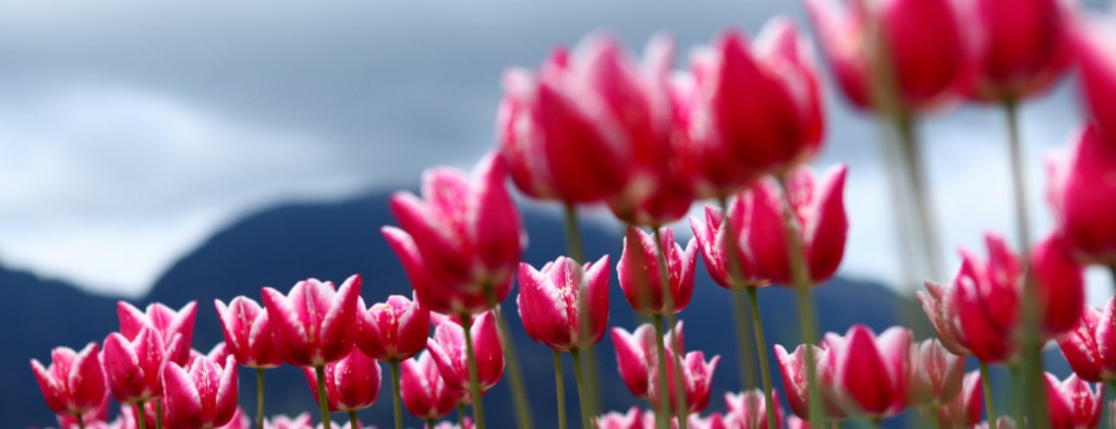 Tulips-Parkison-Symbol-1040x400